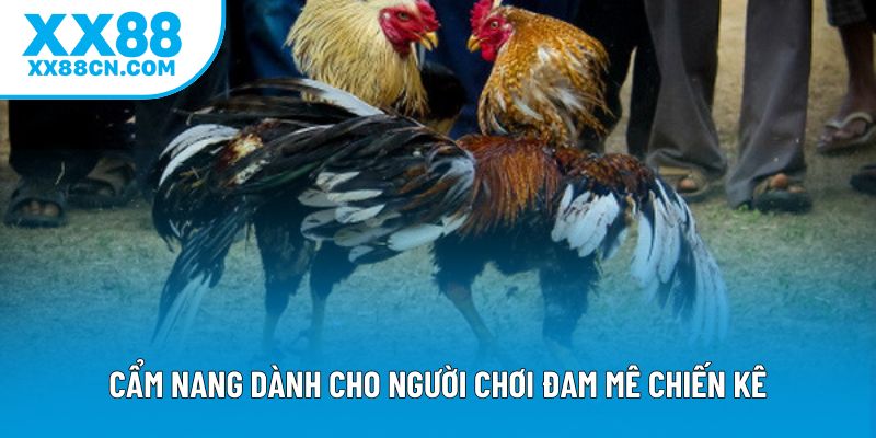 Cẩm nang dành cho người chơi đam mê chiến kê