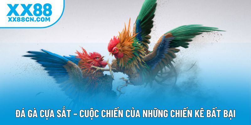Đá Gà Cựa Sắt – Cuộc Chiến Của Những Chiến Kê Bất Bại