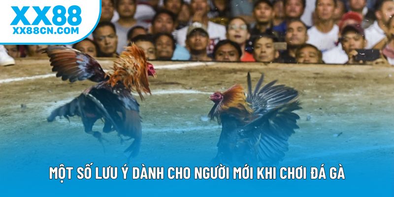 Một số lưu ý dành cho người mới khi chơi đá gà Một số lưu ý dành cho người mới khi chơi đá gà