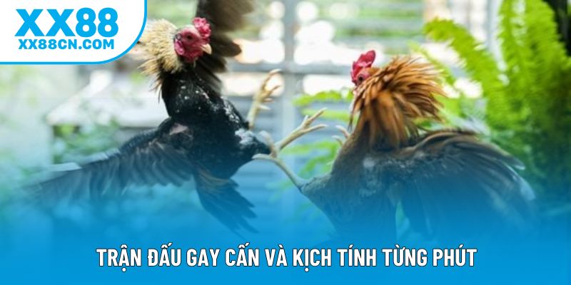 Trận đấu gay cấn và kịch tính từng phút Trận đấu gay cấn và kịch tính từng phút